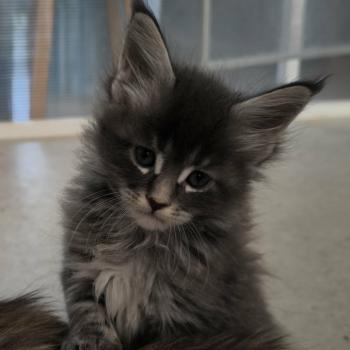 Be Shiranui of Naïlah's Legend Mâle Maine coon