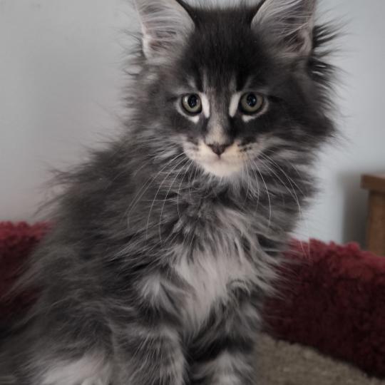 chaton Maine coon blue ticked tabby Be Shiranui Chatterie Naïlah's Legend et Tsuki Araiguma's