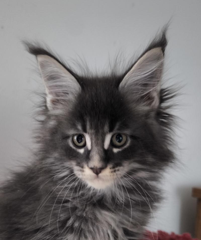 Be Shiranui of Naïlah's Legend Mâle Maine coon