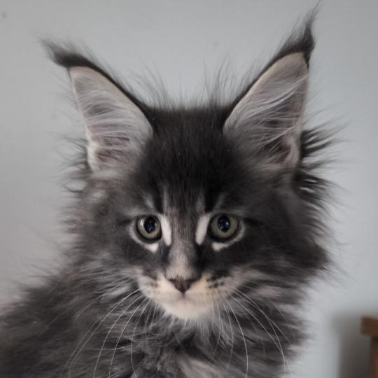 chaton Maine coon blue ticked tabby Be Shiranui Chatterie Naïlah's Legend et Tsuki Araiguma's