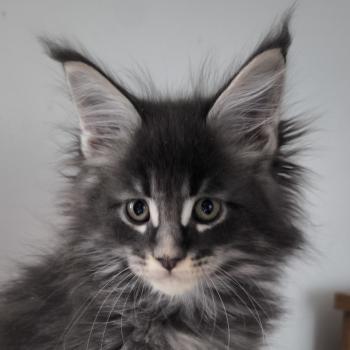 chaton Maine coon blue ticked tabby Be Shiranui Chatterie Naïlah's Legend et Tsuki Araiguma's