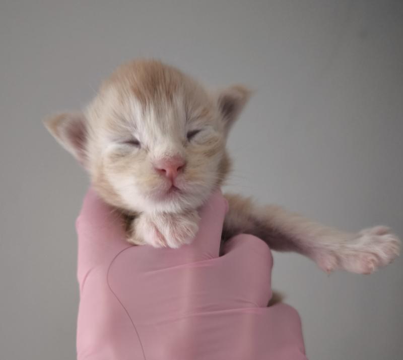 Bohdan of Naïlah's Legend Mâle Maine coon