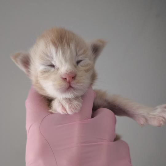 chaton Maine coon red silver ticked tabby Bohdan Chatterie Naïlah's Legend et Tsuki Araiguma's