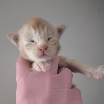 chaton Maine coon red silver ticked tabby Bohdan Chatterie Naïlah's Legend et Tsuki Araiguma's