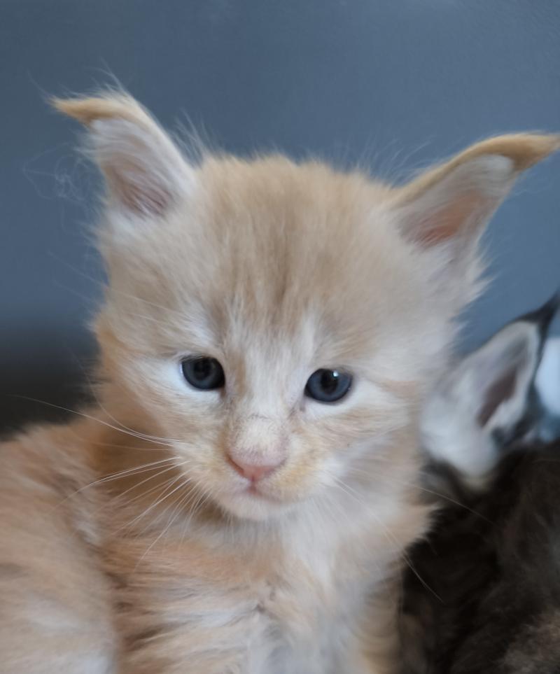 Bohdan of Naïlah's Legend Mâle Maine coon