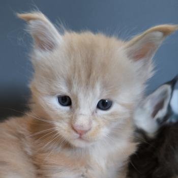 chaton Maine coon red silver ticked tabby Bohdan Chatterie Naïlah's Legend et Tsuki Araiguma's