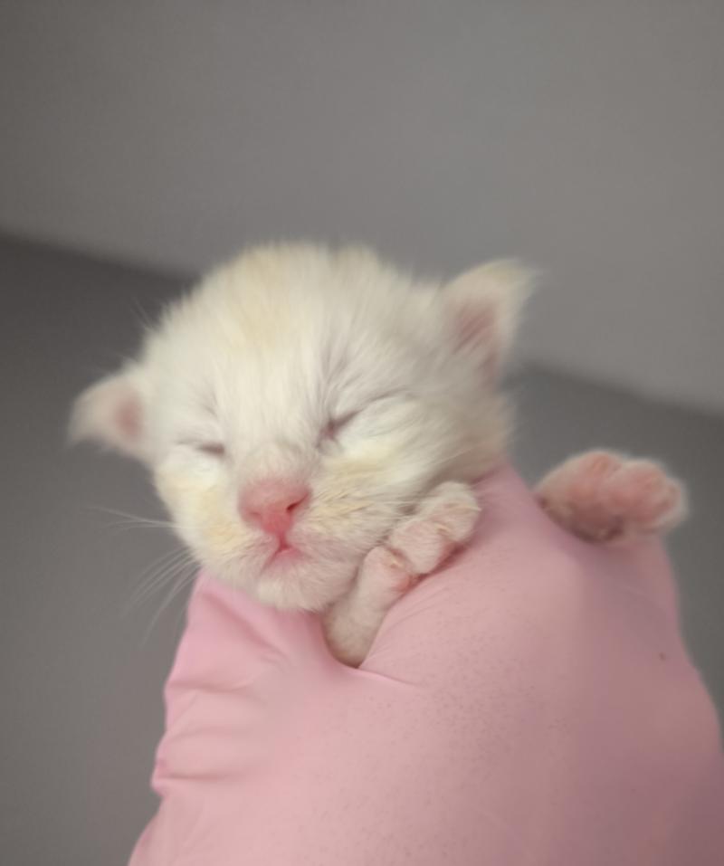 Byder of Naïlah's Legend Mâle Maine coon