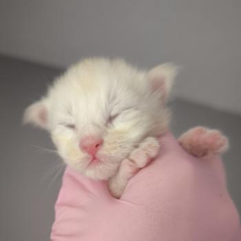 chaton Maine coon cream Byder Chatterie Naïlah's Legend et Tsuki Araiguma's