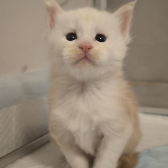 Byder of Naïlah's Legend Mâle Maine coon