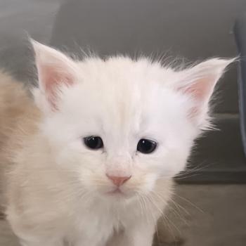 chaton Maine coon red silver shaded Byder Chatterie Naïlah's Legend et Tsuki Araiguma's