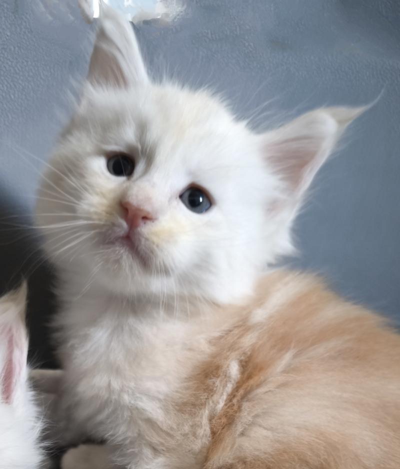 Byder of Naïlah's Legend Mâle Maine coon