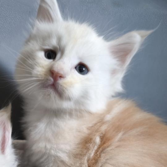 Byder of Naïlah's Legend Mâle Maine coon