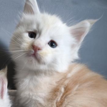 chaton Maine coon red silver shaded Byder Chatterie Naïlah's Legend et Tsuki Araiguma's