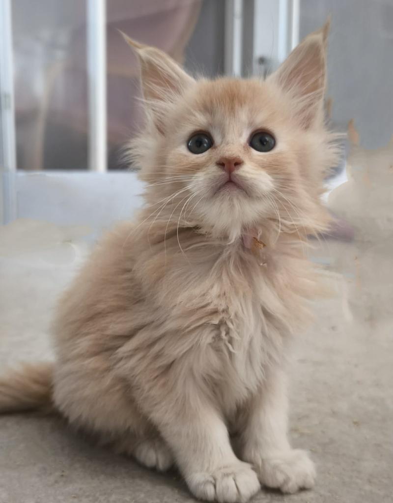Be Hayabusa of Naïlah's Legend Mâle Maine coon