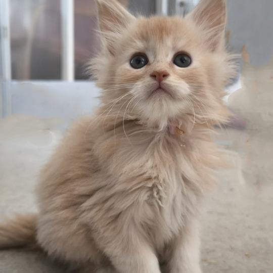 Be Hayabusa of Naïlah's Legend Mâle Maine coon