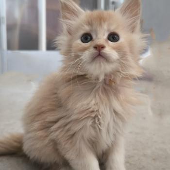 Be Hayabusa of Naïlah's Legend Mâle Maine coon