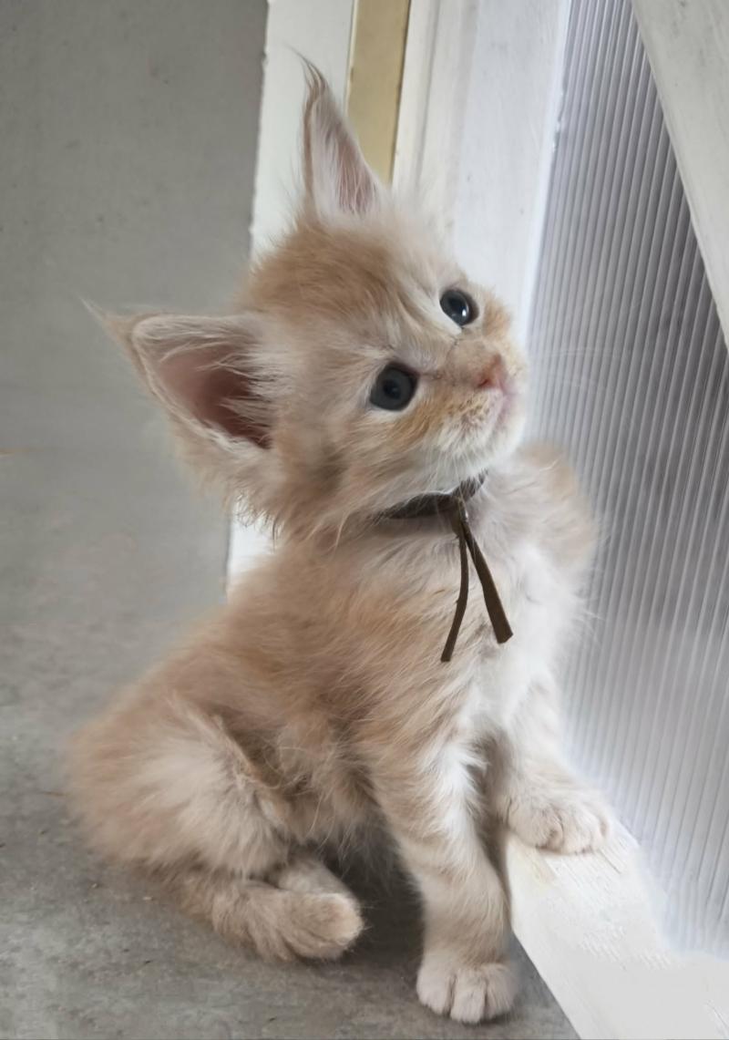 Be Kushinada of Naïlah's Legend Mâle Maine coon