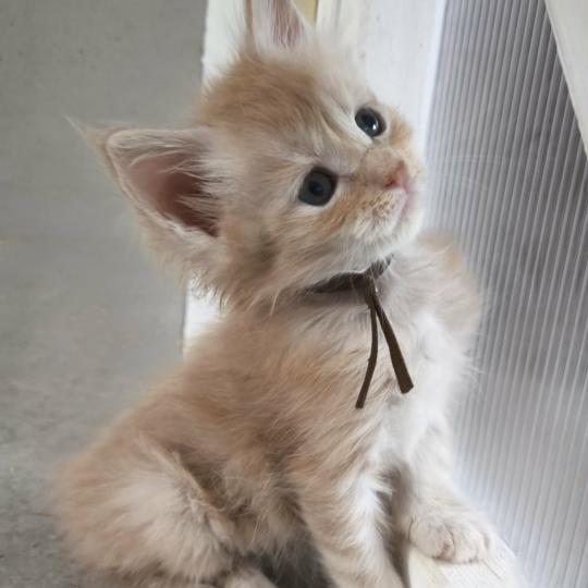 Be Kushinada of Naïlah's Legend Mâle Maine coon