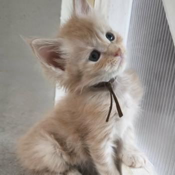 Be Kushinada of Naïlah's Legend Mâle Maine coon