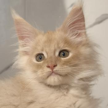 Be Kushinada of Naïlah's Legend Mâle Maine coon