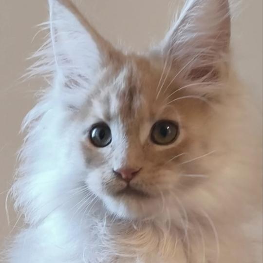Be Mushikai of Naïlah's Legend Mâle Maine coon