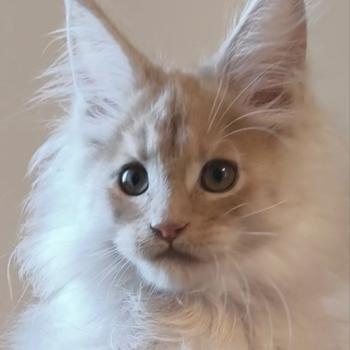 Be Mushikai of Naïlah's Legend Mâle Maine coon