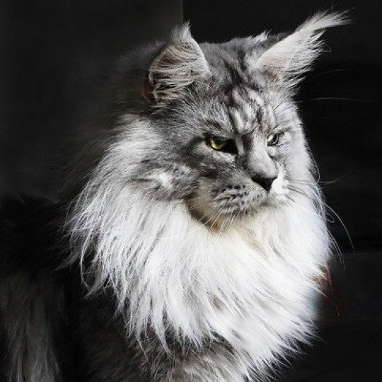 Crystal Akella Leader*RU Mâle Maine coon