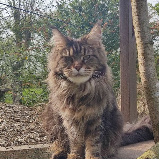 chat Maine coon brown blotched tabby Elis Chatterie Naïlah's Legend et Tsuki Araiguma's