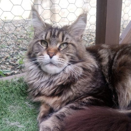 Gatto Celesto*RU Elis Femelle Maine coon