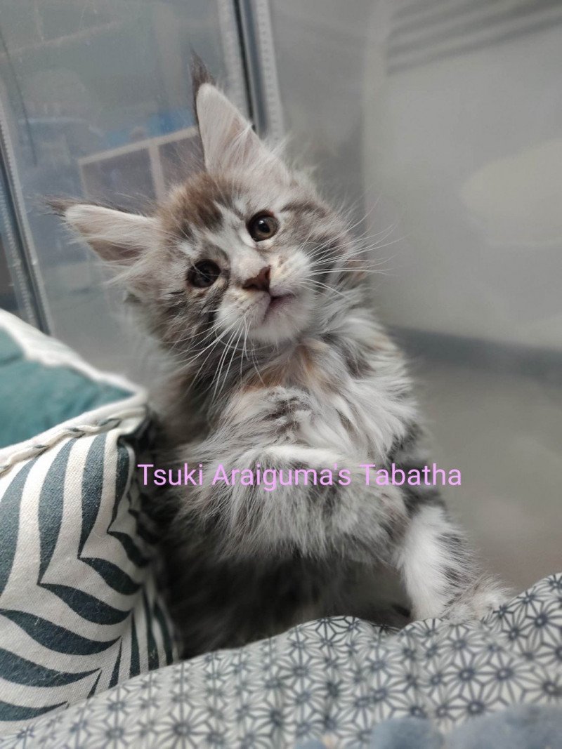 Tsuki Araiguma's Tabatha Femelle Maine coon