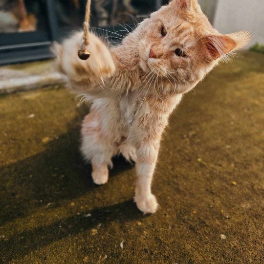 chat Maine coon red silver blotched tabby Taeko Chatterie Naïlah's Legend et Tsuki Araiguma's