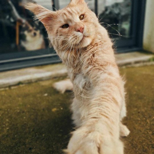 chat Maine coon red silver blotched tabby Taeko Chatterie Naïlah's Legend et Tsuki Araiguma's