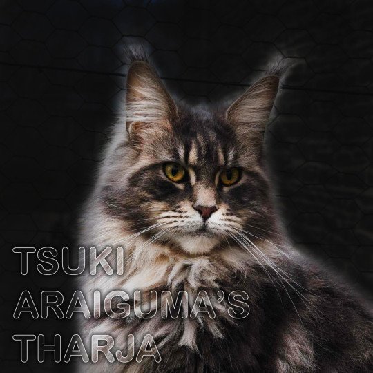 Tsuki Araiguma's Tharja Femelle Maine coon