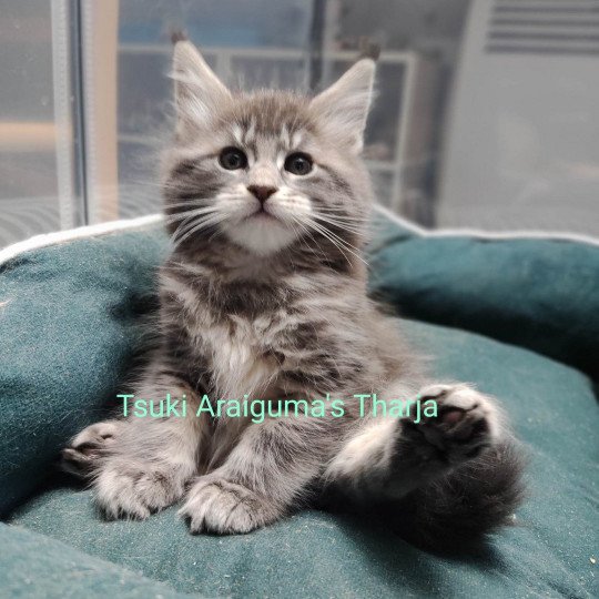 chaton Maine coon blue silver blotched tabby Tharja Chatterie Naïlah's Legend et Tsuki Araiguma's