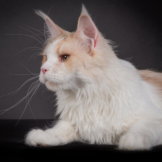 chaton Maine coon cream smoke & blanc Rin of time Chatterie Naïlah's Legend et Tsuki Araiguma's