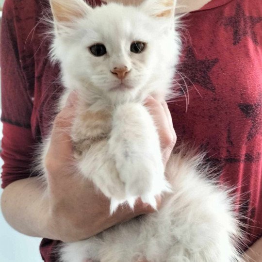 chaton Maine coon red silver ticked tabby Uame Chatterie Naïlah's Legend et Tsuki Araiguma's