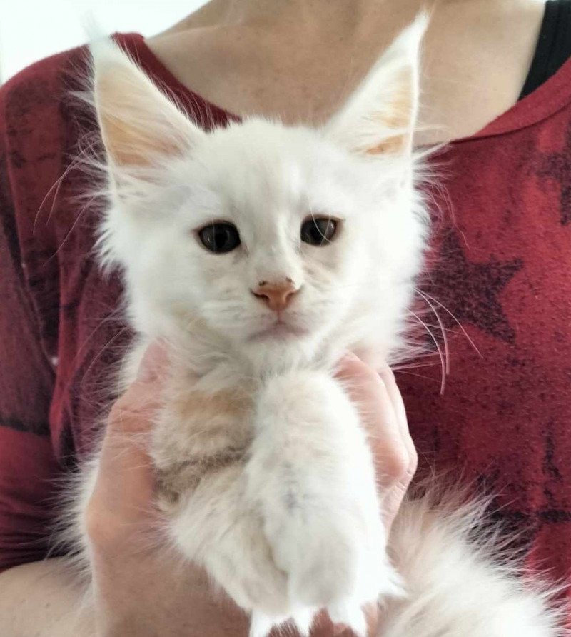 Uame of Naïlah's Legend Mâle Maine coon