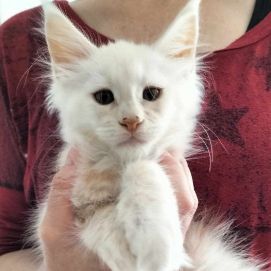 Uame of Naïlah's Legend Mâle Maine coon