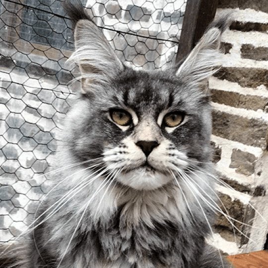 Ueno Da Vinci's Coon Mâle Maine coon