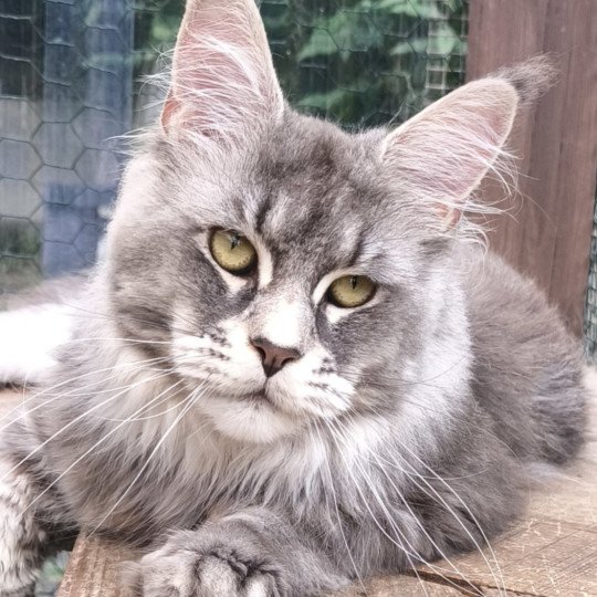 Ueno Da Vinci's Coon Mâle Maine coon