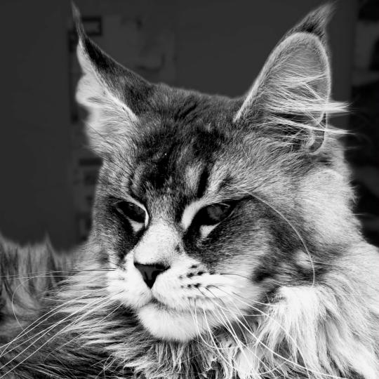 Ueno Da Vinci's Coon Mâle Maine coon