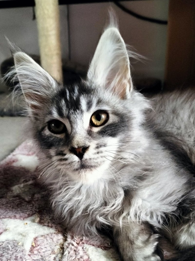 Ujiro of Naïlah's Legend Mâle Maine coon