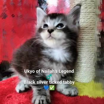 chaton Maine coon black silver ticked tabby Ukyo Chatterie Naïlah's Legend et Tsuki Araiguma's