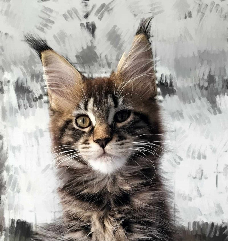 Tsuki Araiguma's Umeko Femelle Maine coon