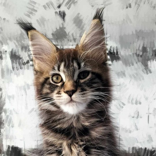 Tsuki Araiguma's Umeko Femelle Maine coon