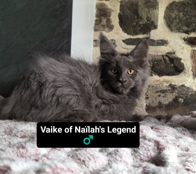 Vaike of Naïlah's Legend Mâle Maine coon