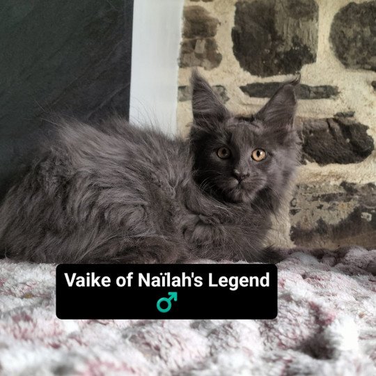 Vaike of Naïlah's Legend Mâle Maine coon