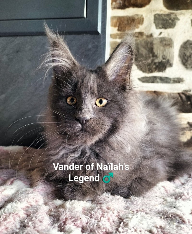 Vander of Naïlah's Legend Mâle Maine coon