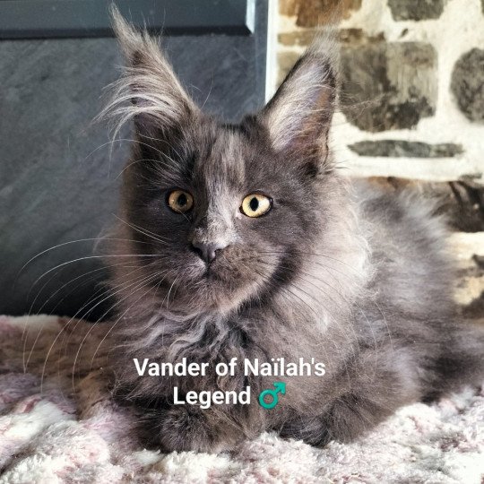 Vander of Naïlah's Legend Mâle Maine coon