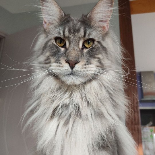 chat Maine coon blue silver blotched tabby Ventura Chatterie Naïlah's Legend et Tsuki Araiguma's